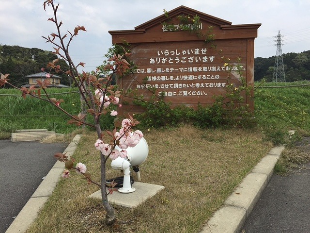 ちいさな桜。。。